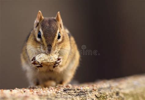 Squirrel is Eating a Peanut. Stock Photo - Image of petfood, eating ...