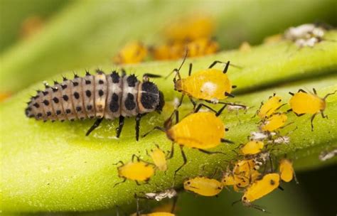 Coccinellidae: The Curious Larvae & Life Cycle Of The Lady Bug