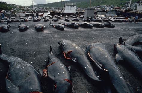 Faroe Islands To Limit Dolphin Hunt After 'Unusually' Large Number Killed - TrendRadars