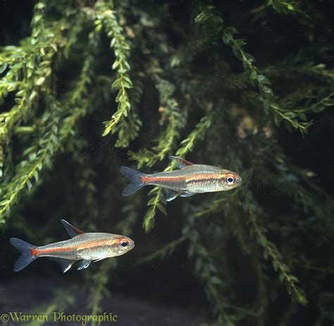 Glowlight tetra fish photo WP21339