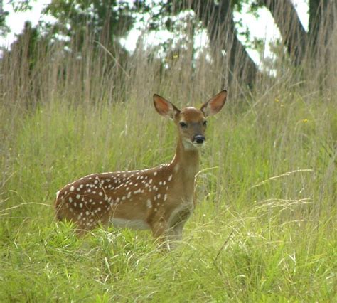 Illinois State Animal | White-tailed Deer