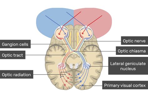 Visual cortex: location, types and functions | GetBodySmart