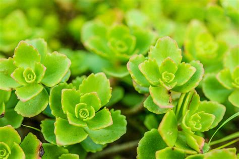 green roof succulents | Inhabitat - Green Design, Innovation, Architecture, Green Building