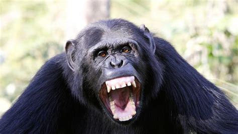 BBC - Earth - Do chimpanzee wars prove that violence is innate?