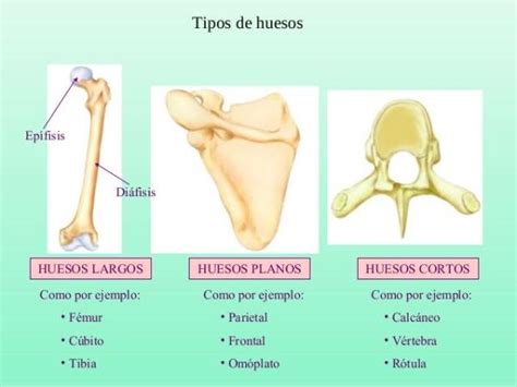 Huesos PLANOS: función y características - ¡RESUMEN + ESQUEMAS!