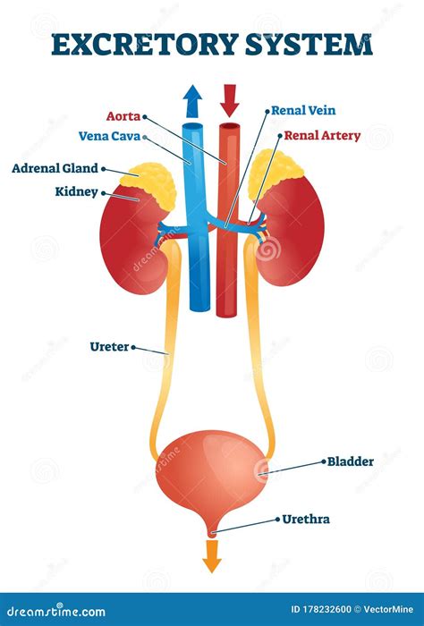 Human Excretory System Diagram Labeled