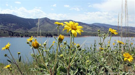 Photos of Colorado Wildflowers