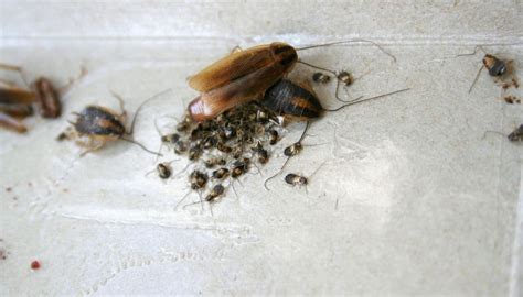 Disgusting Cockroach Nest Smell – The #1 Roach Infestation Sign