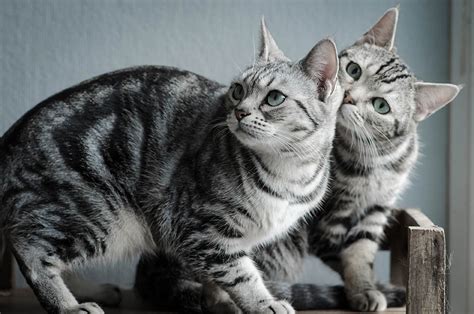 15 American Shorthair Cat Colors (With Pictures) | Hepper