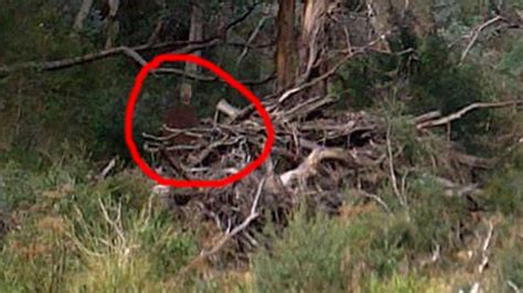 Did a hiker capture a photo of a ghost in the woods? | FOX8 WGHP