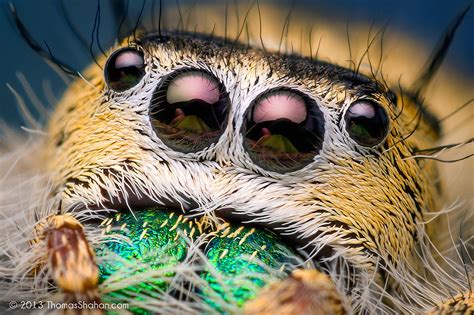 Macro Photos Of Cute And Cuddly Jumping Spiders by Thomas Shahan ...