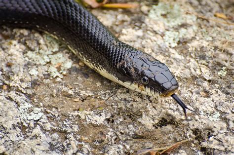 Types of Black Snakes - AZ Animals