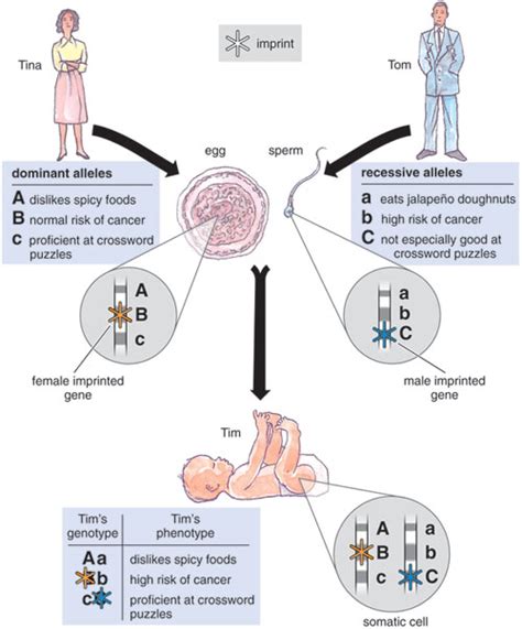 Genomic Imprinting Mechanism