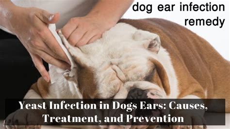 Dog Severe Ear Infection Treatment at Ruby Sale blog