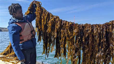 UMaine researchers look into how to make kelp aquaculture a better ...