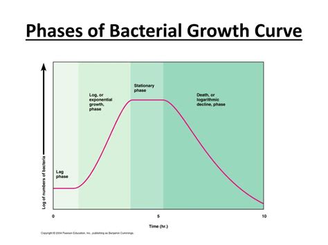 Phases Of Bacterial Growth Curve