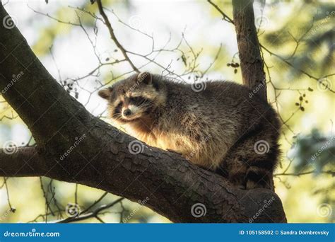 A raccoon on a tree stock photo. Image of outdoor, closeup - 105158502