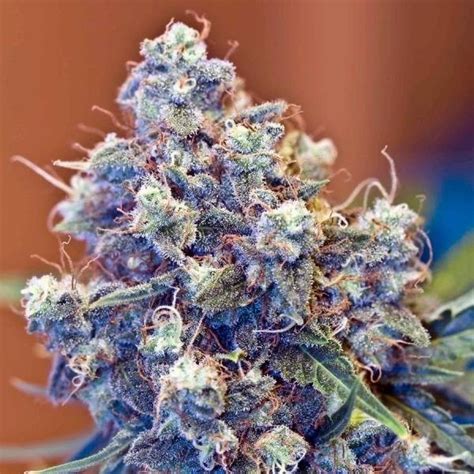 ICED Grapefruit - Strain Information - CannaConnection