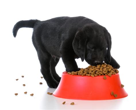 Best Food for Lab Puppy — What Should You Feed Your Labrador?