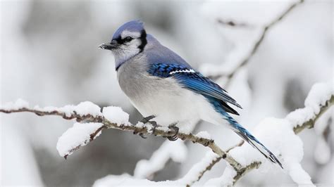 25 Perfectly Captured Photos Of Animals in Snow - Snow Addiction - News about Mountains, Ski ...