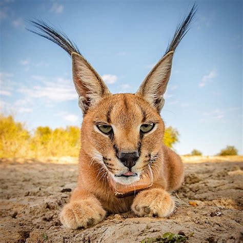 Check out this beautiful Caracal/ Desert Lynx photographed in Namibia ...