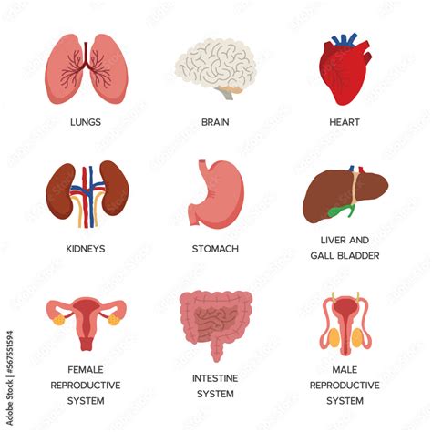 Internal Organs Of Human Body Flat Infographic Poster - vrogue.co