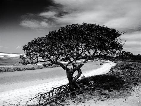Beach Tree – Photography by CyberShutterbug