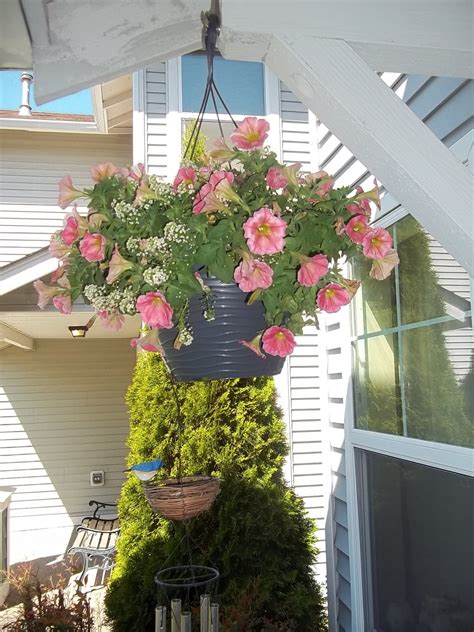 Petunia hanging basket 🐦 | Petunia hanging baskets, Flower garden, Hanging baskets