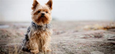 Yorkie Haircut Styles, Trims, and Coat Care - PlayBarkRun