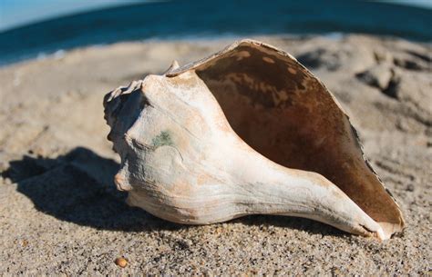 Knobbed Whelks: More than Just the State Shell of New Jersey — Save ...