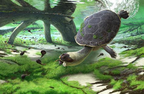 Descubren una nueva especie ancestral de tortuga en Madagascar