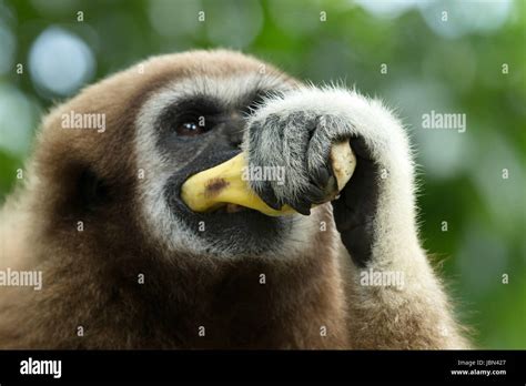 gibbon close- up face in zoo Stock Photo - Alamy