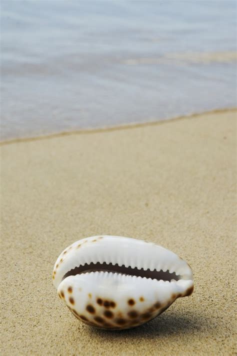 What Is the Meaning of Cowry Shells? (with Pictures) | eHow