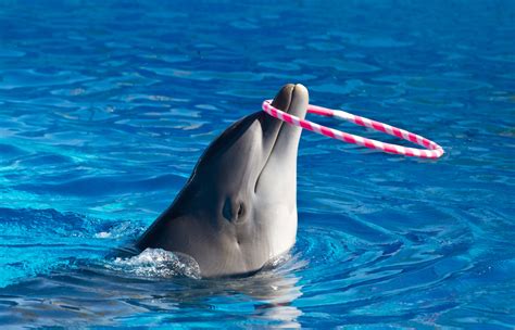 Dolphins That Remind Us Never To Stop Playing | HuffPost