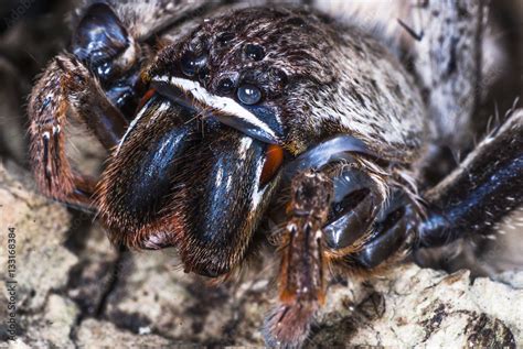 Rain Spider Stock Photo | Adobe Stock