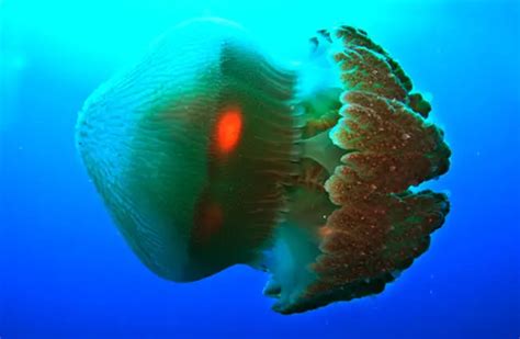 Box Jellyfish - Description, Habitat, Image, Diet, and Interesting Facts