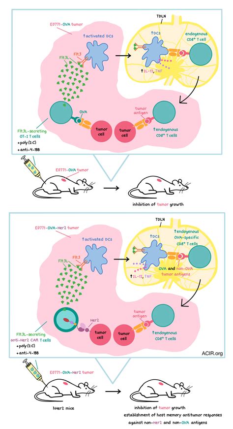 Flt3L-armored T cells engage the immune system to fight solid cancers