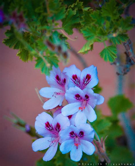 Flowers of Ladakh – Sree is travelling