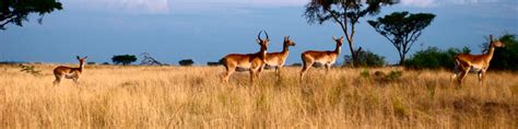 Queen Elizabeth National Park - Wikitravel