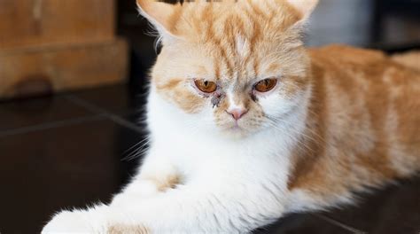 Understanding Stray Cat Behavior - The Cat Bandit Blog