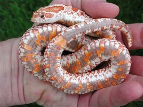 18 Cool Hognose Snake Morphs With Pictures – Family Life Share