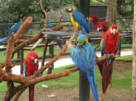 Bird Gardens at Montecasino - Gauteng