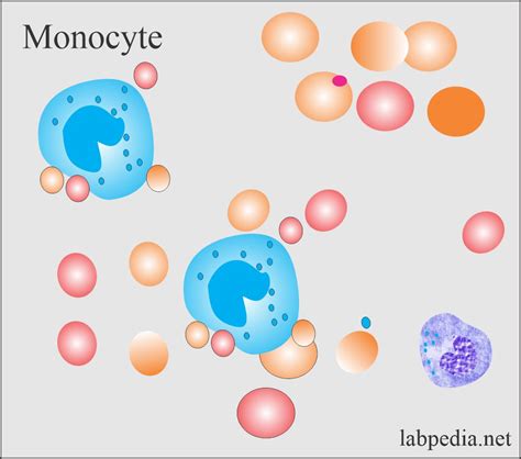 White blood cell:- Part 1 - White Blood Cells (WBC) Development, Maturation, Functions, and ...