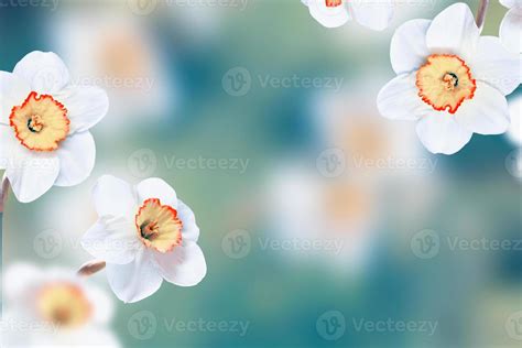 Spring flowers of daffodils. 9891170 Stock Photo at Vecteezy