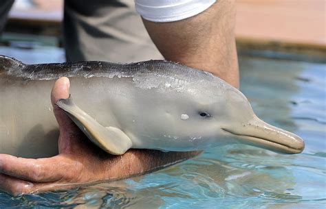 Baby Irrawaddy Dolphin 'Paradon' Rescued from Thailand Shore Dies After a Month of Care, Feeding ...