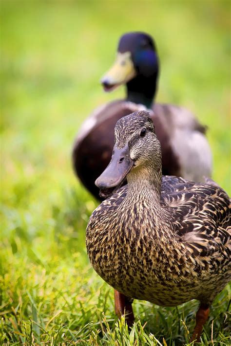 Female Northern Pintail Duck Photograph by Bill Tiepelman