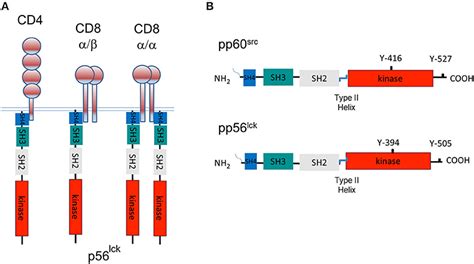 Frontiers | How the Discovery of the CD4/CD8-p56lck Complexes Changed Immunology and Immunotherapy