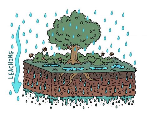 Is Nutrient Leaching Worse In Heely Terrain? - Shoe Effect