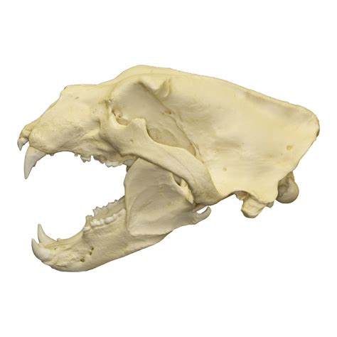 Replica Polar Bear Skull For Sale – Skulls Unlimited International, Inc.