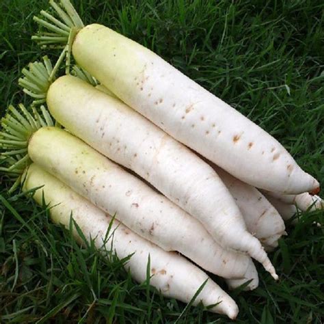 100pcs White Radish Vegetable Seeds Garden Biennial Plant – Expreso Shop